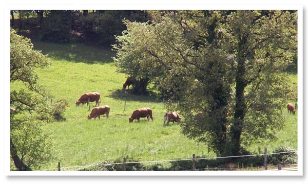 Ferme à côté de Mirepoix avec élevage de vache limousine