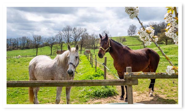 Visite de la ferme et promenades à pied et à cheval