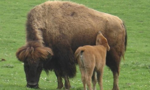 ferme bisons